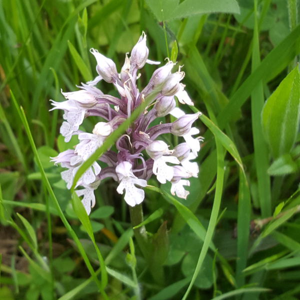 Neotinea conica