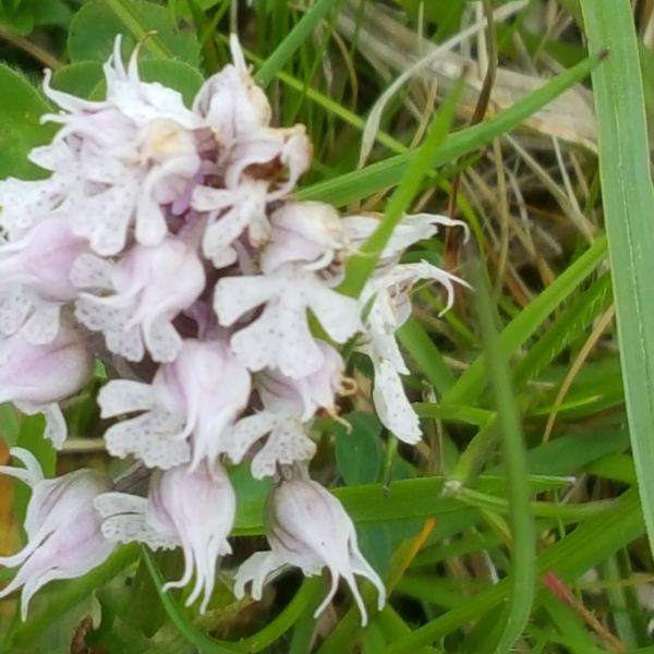 Neotinea conica