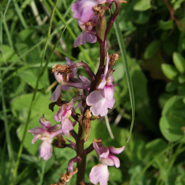 Orchis mascula