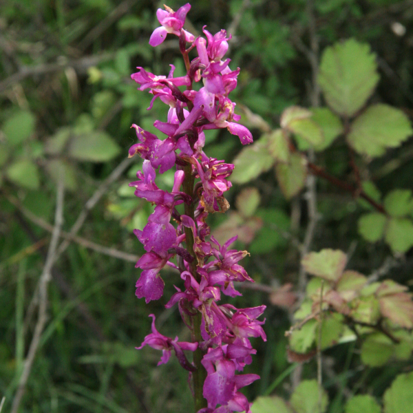 Orchis mascula