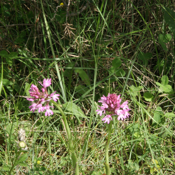 Anacamptis pyramidalis