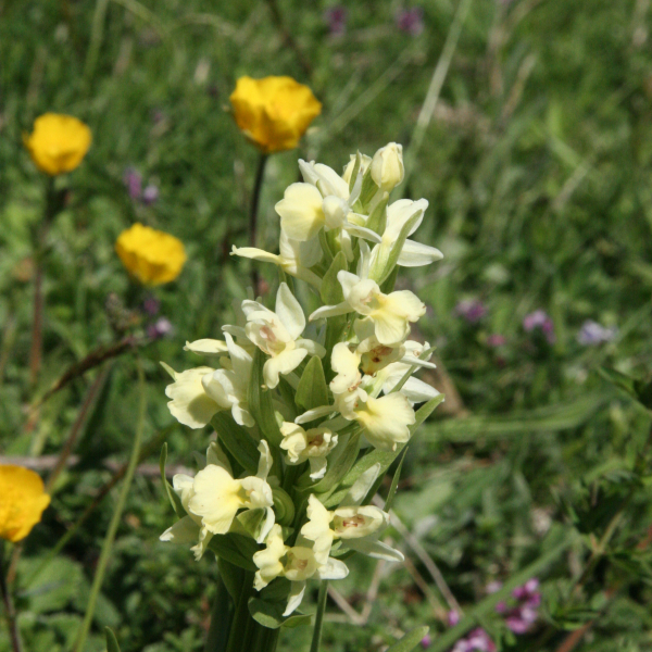 Dactylorhiza insularis
