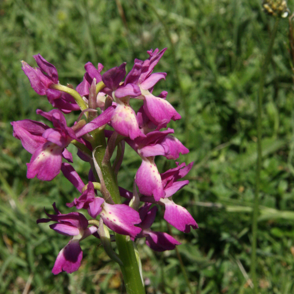 Orchis mascula