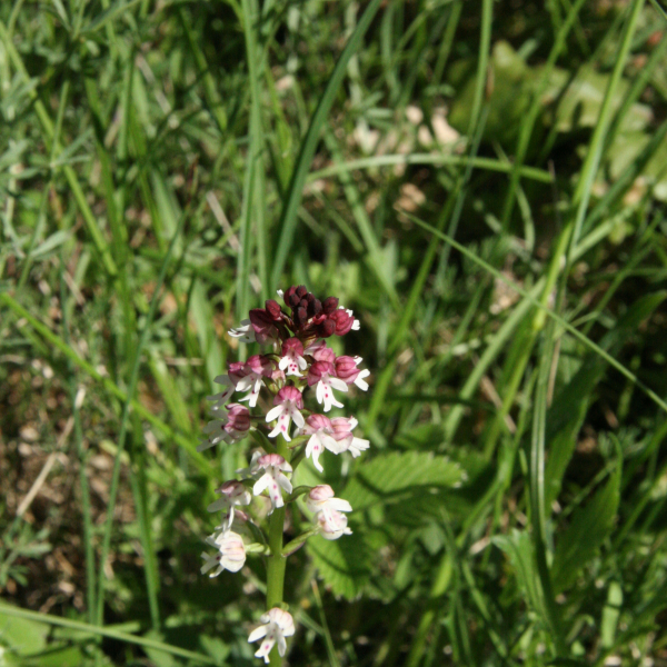 Neotinea ustulata