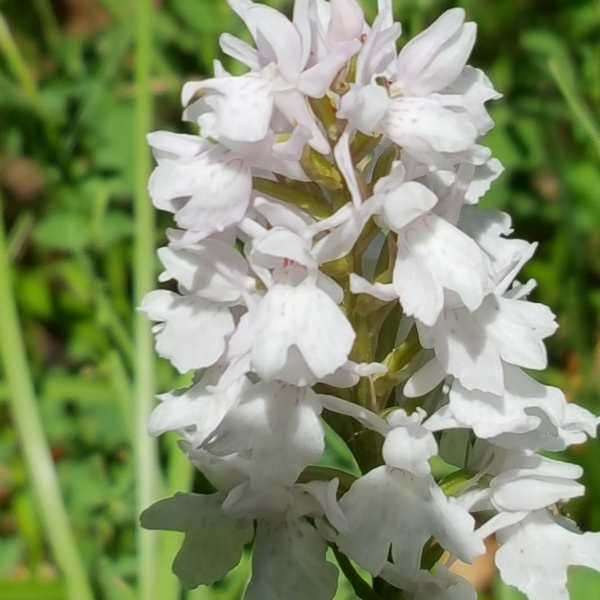 Dacthylorhiza fuchsii alba