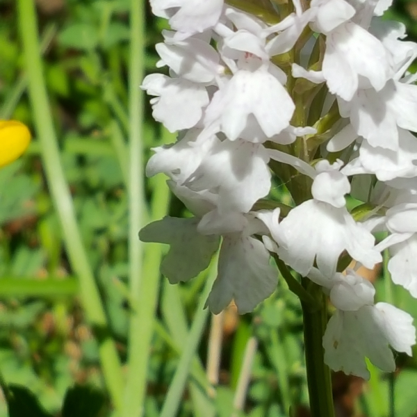 Dacthylorhiza fuchsii alba