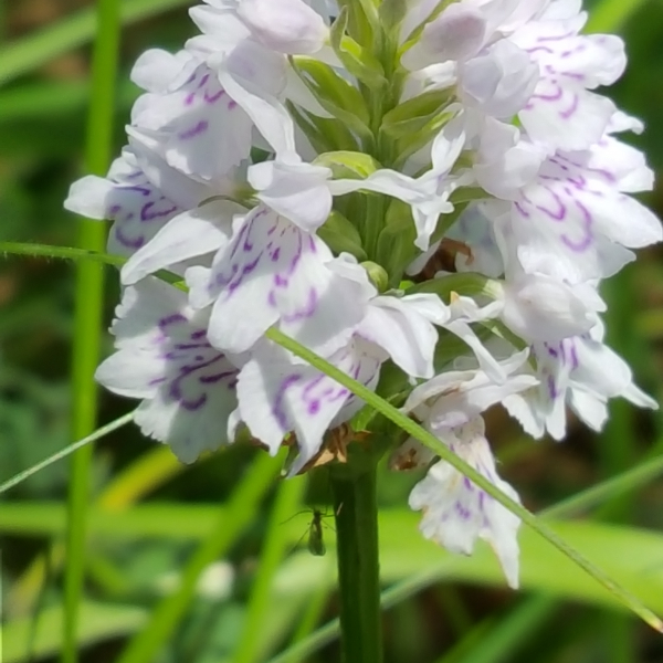 Dacthylorhiza fuchsii