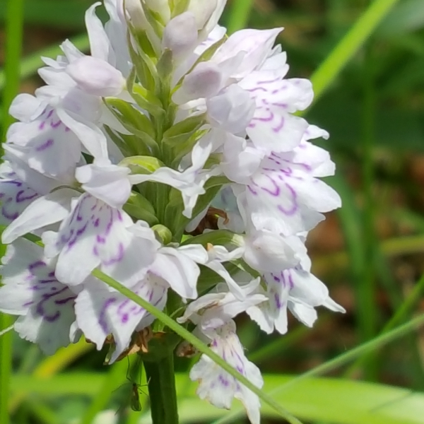 Dacthylorhiza fuchsii