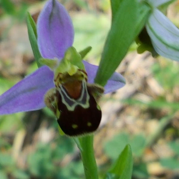 Ophrys apifera