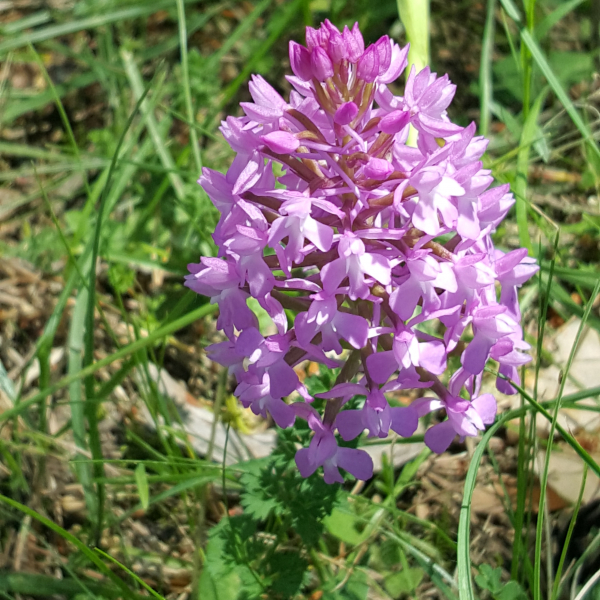 Anacamptis pyramidalis