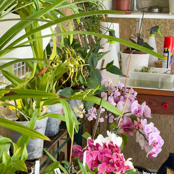 PLANTES_MEMBRES &raquo; Chantal_COLLIGNON &raquo; Chantal_COLLIGNON