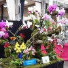 ORCHIDEES DU FENOUILLEDES