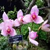 ORCHIDEES DU FENOUILLEDES