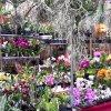 ORCHIDEES DU FENOUILLEDES