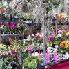 ORCHIDEES DU FENOUILLEDES