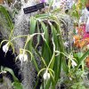 ORCHIDEES DU FENOUILLEDES