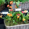 ORCHIDEES DU FENOUILLEDES