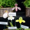 ORCHIDEES DU FENOUILLEDES