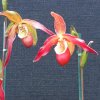 ORCHIDEES DU FENOUILLEDES