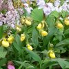 ORCHIDEES DU FENOUILLEDES