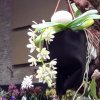 ORCHIDEES DU FENOUILLEDES