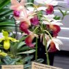 ORCHIDEES DU FENOUILLEDES