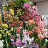 ORCHIDEES DU FENOUILLEDES