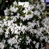 ORCHIDEES DU FENOUILLEDES