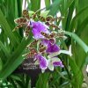 ORCHIDEES DU FENOUILLEDES