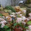 ORCHIDEES DU FENOUILLEDES