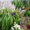 ORCHIDEES DU FENOUILLEDES