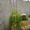 ORCHIDEES DU FENOUILLEDES