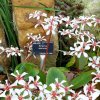 ORCHIDEES DU FENOUILLEDES