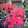 ORCHIDEES DU FENOUILLEDES