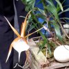 ORCHIDEES DU FENOUILLEDES