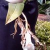 ORCHIDEES DU FENOUILLEDES