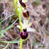 ORCHIDEES DU FENOUILLEDES