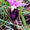 ORCHIDEES DU FENOUILLEDES