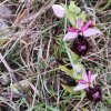 ORCHIDEES DU FENOUILLEDES