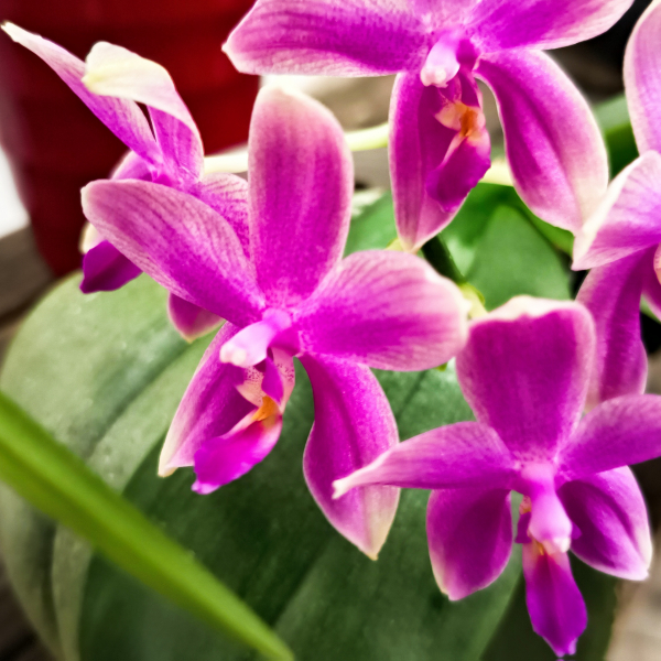Phalaenopsis xviolacea