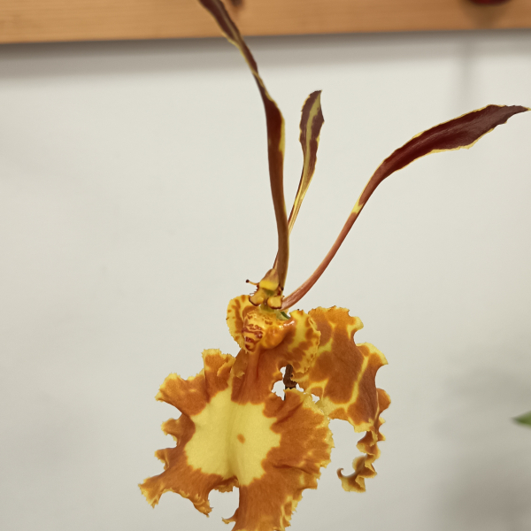 Psychopsis papilio hyb.