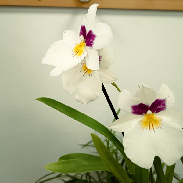 IMG_20260523_163709