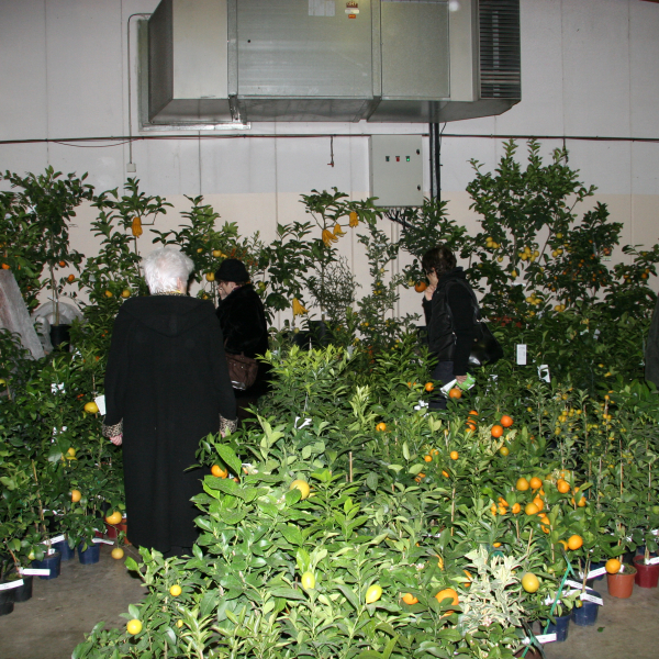 Perpignan_2006
