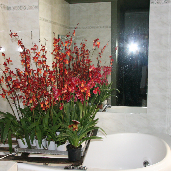 Perpignan_2006