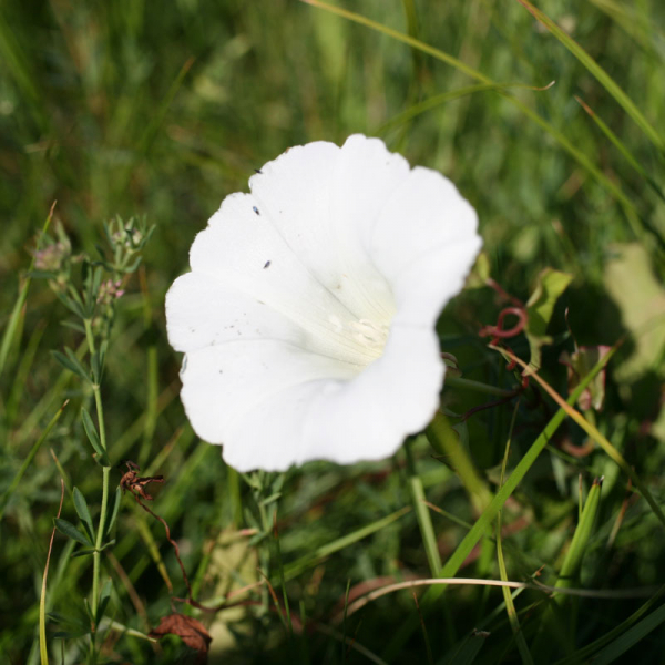 Convolvulus arvensis