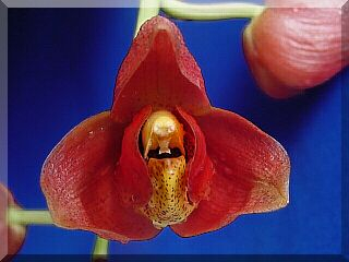 ORCHIDEES DU FENOUILLEDES