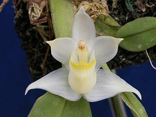 ORCHIDEES DU FENOUILLEDES