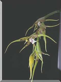 ORCHIDEES DU FENOUILLEDES
