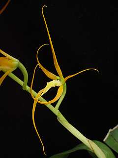 ORCHIDEES DU FENOUILLEDES