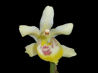 ORCHIDEES DU FENOUILLEDES
